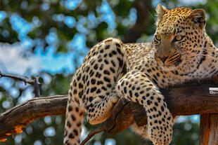 Leopard