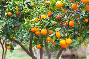 Orangenbäume auf Rhodos