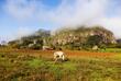 Rinder im Viñales-Tal, Kuba