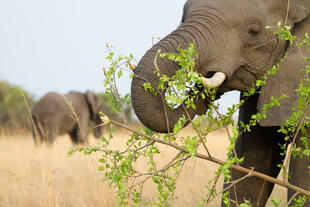 Elefant