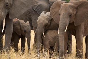 Elefantenherde im Tarangire Nationalpark