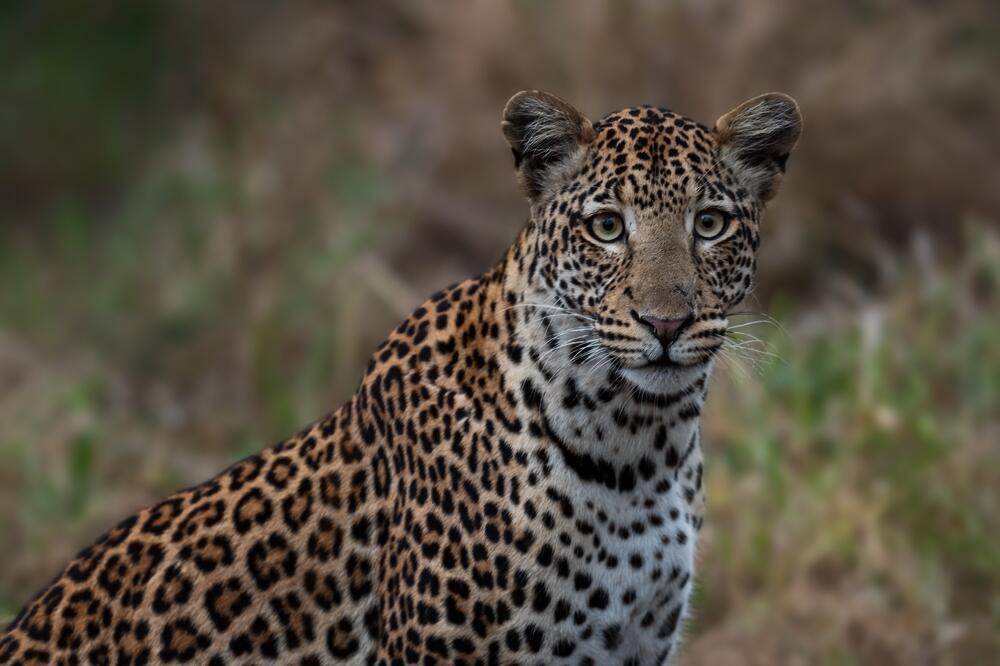 Leopard im Lake Mburo Nationalpark 