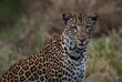 Leopard im Lake Mburo Nationalpark