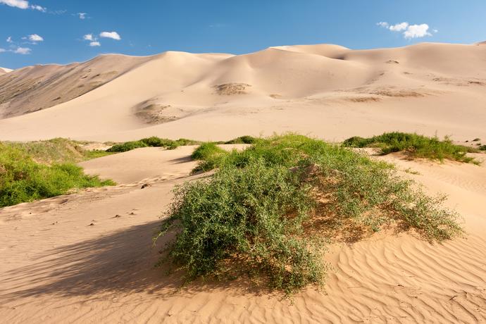 Sanddüne Khongoryn Els in der Wüste Gobi