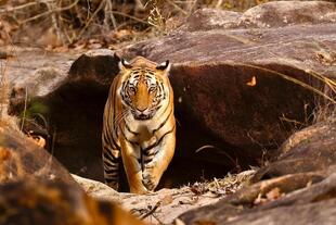 Bengali Tiger im Bandhavgarh Nationalpark 