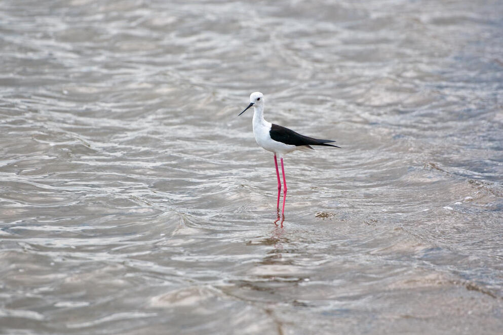 Stelzenläufer im Meer