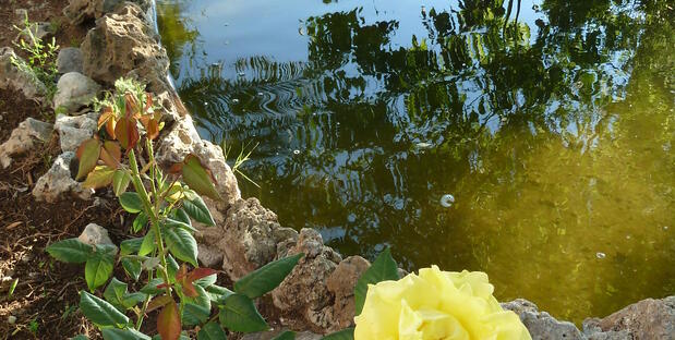 Teich im Garten des Hotels