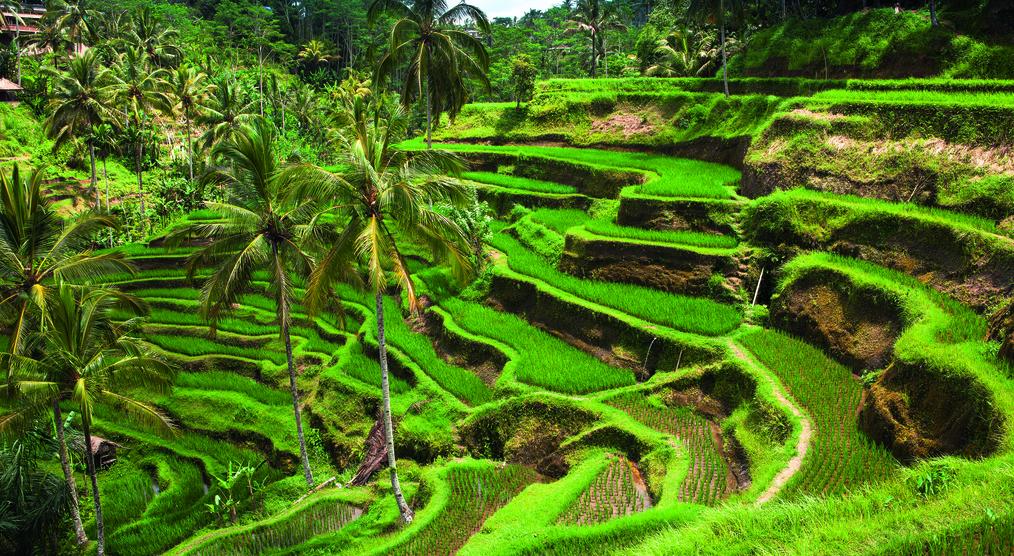 Bali Reisfelder
