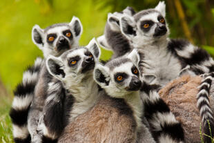 Gruppe von Lemuren