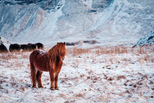 Isländisches Pferd