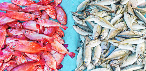 Auf dem Fischmarkt in Negombo