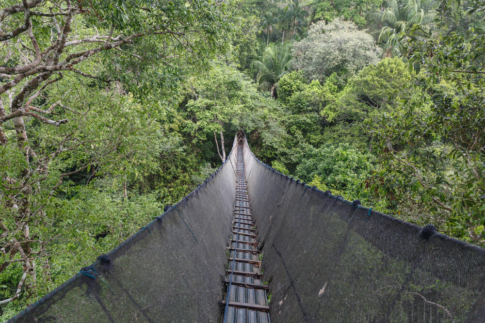 Canopy Walkway im Amazonas 