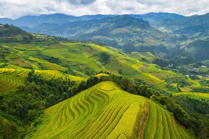 die grünen Reisterrassen von Sapa