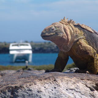 Meeresechsen auf den Galapagosinseln