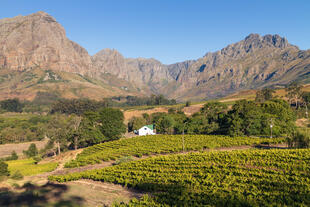 Weingut in Stellenbosch