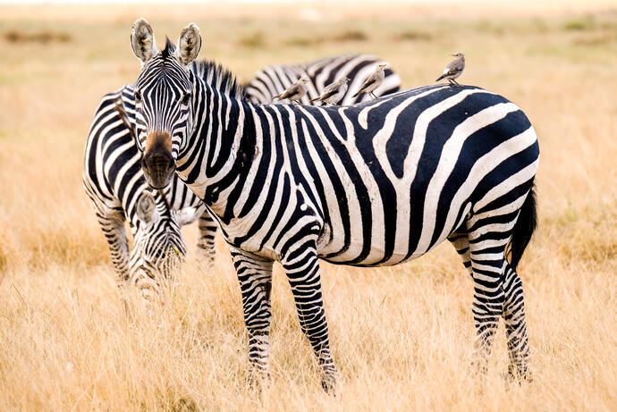 Zebra im Amboseli-Nationalpark