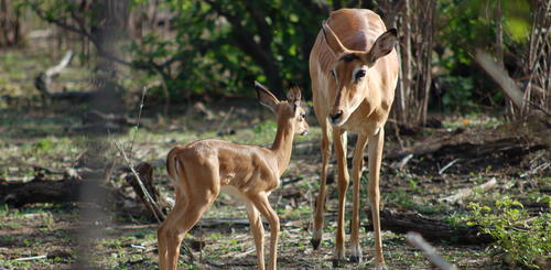 Antilopen im Chobe 