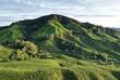 Cameron Highlands