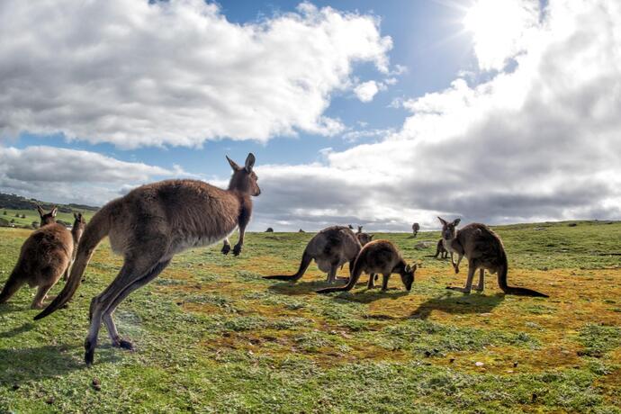 Kangaroo Island in Australien
