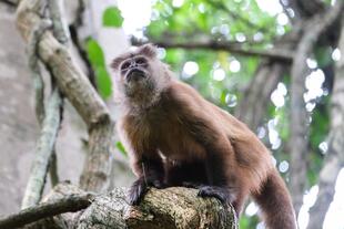 Ein Affe in Puerto Maldonado