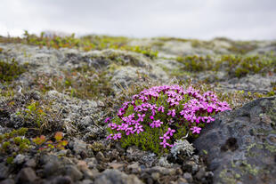 Flora des Skaftafell Nationalparks