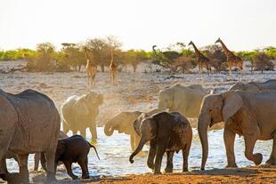 Tiere im Etosha Nationalpark