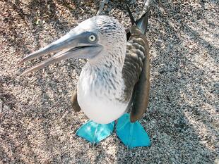 Blaufußtölpel auf den Galapagosinseln
