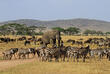 Elefanten und Zebras im Serengeti Nationalpark