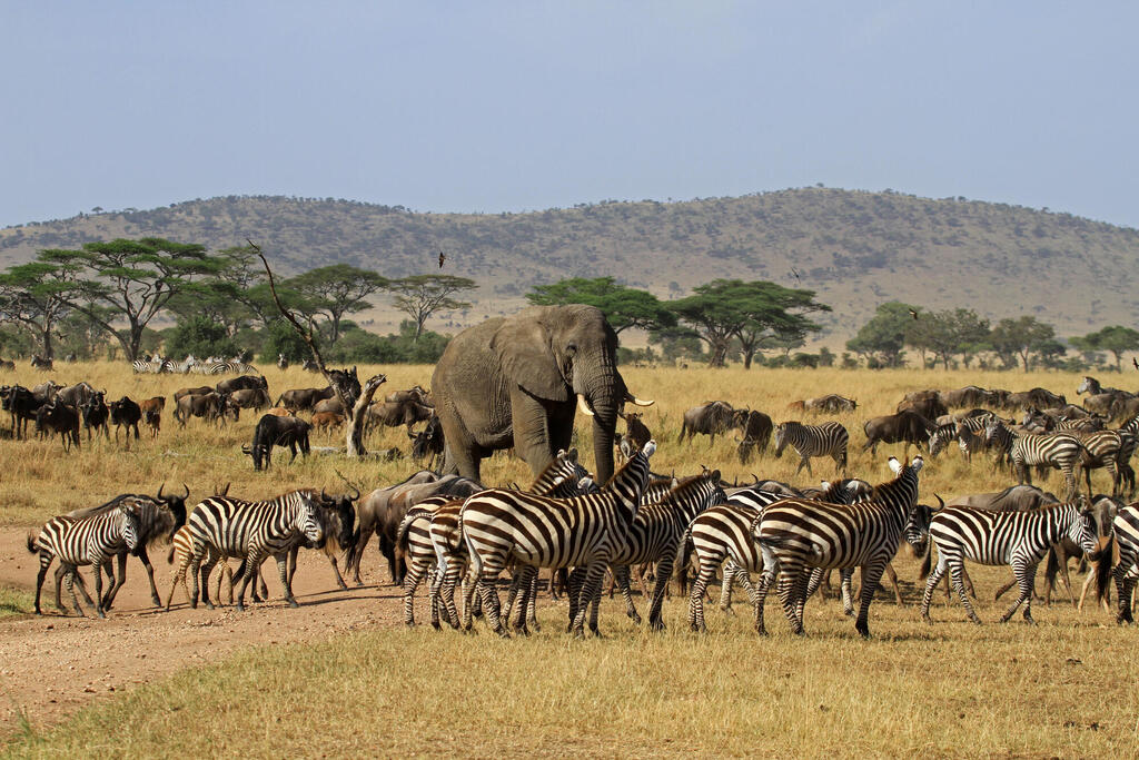 Elefanten und Zebras im Serengeti Nationalpark