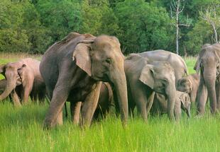 Indische Elefanten im Ranthambore Nationalpark