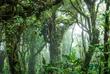 Nebelwälder in Monteverde