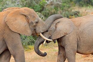 Elefanten im Addo Elephant-Nationalpark