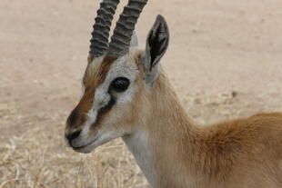 Gazelle im Serengeti Nationalpark