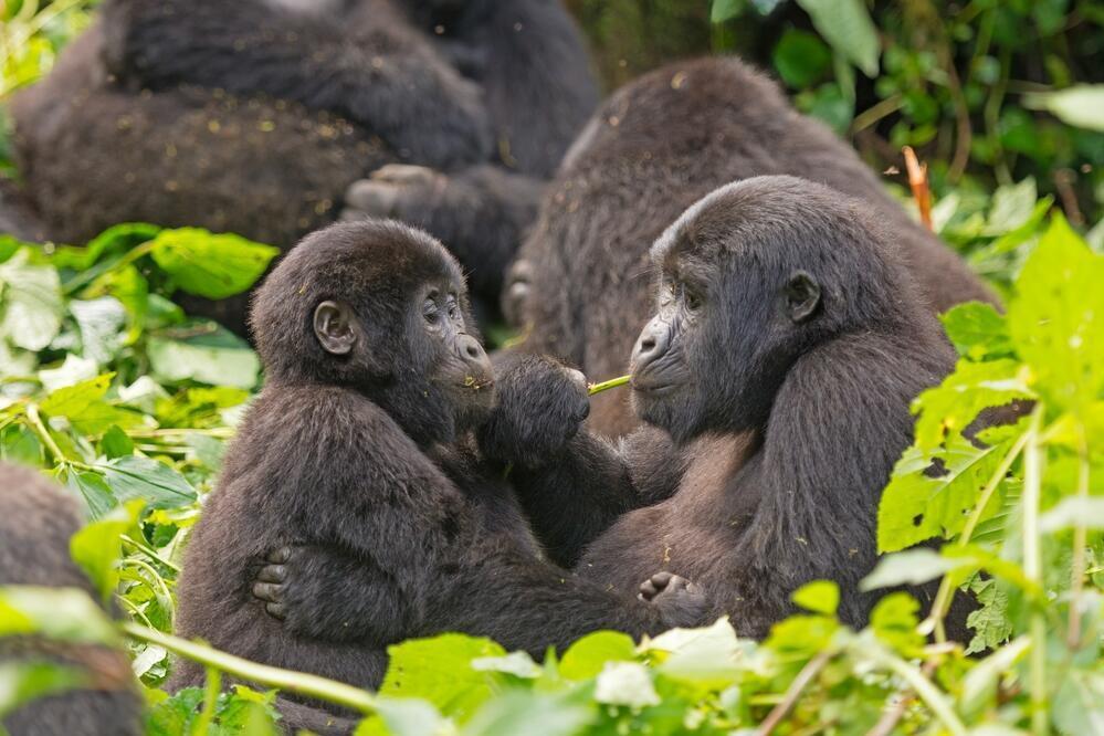 Gorillas im Bwindi Wald 