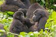 Gorillas im Bwindi Wald
