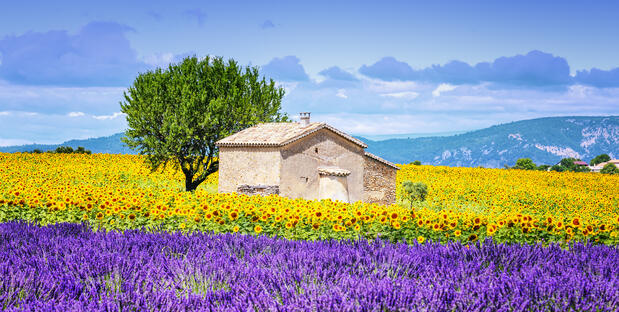 Lavendelblüte