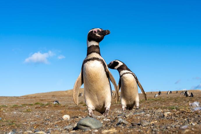 Pinguininsel Magdalena