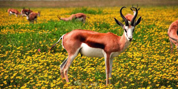 Antilope