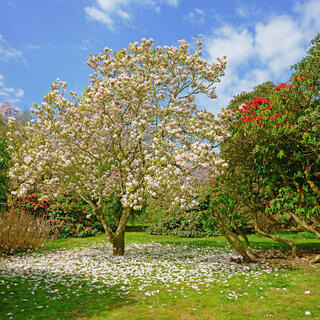 Blühende Magnolien