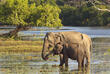 Elefant im Yala Nationalpark