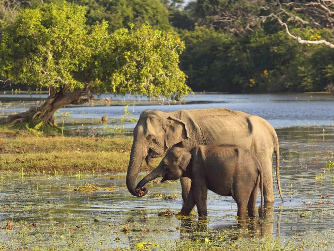Elefant im Yala Nationalpark