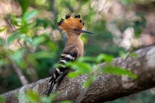 Hoppoe-Vogel im Isalo Nationalpark