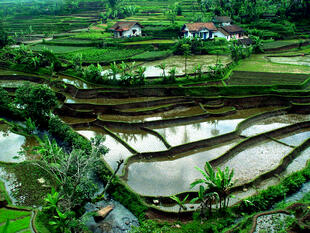 Reisterrassen auf Bali 