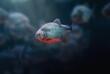 Rotbauch Piranha