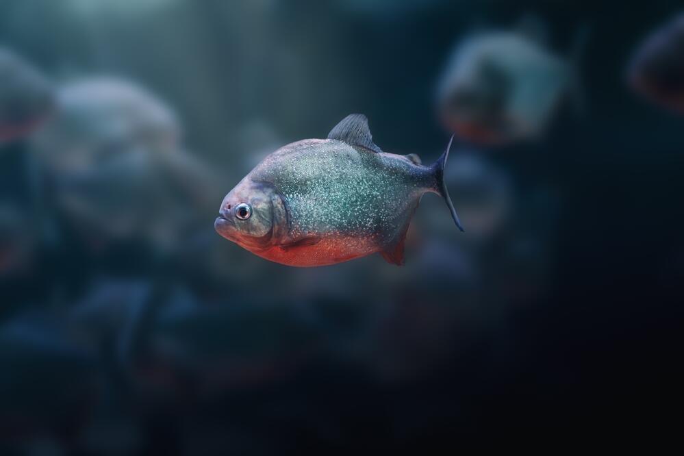Rotbauch Piranha