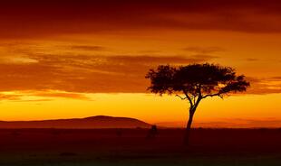 Sonnenuntergang über der Savanne