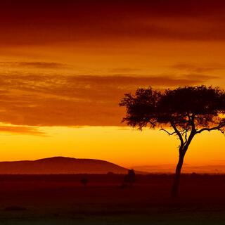 Sonnenuntergang über der Savanne
