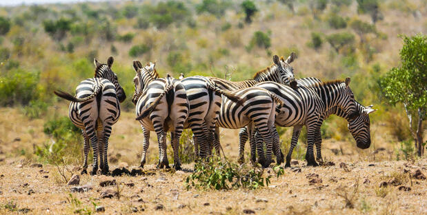 Tsavo Ost Nationalpark