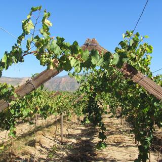 Weinanbau
