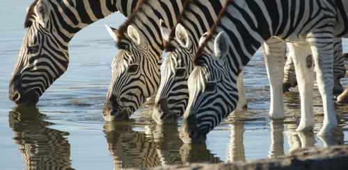Zebras im Etosha Park 